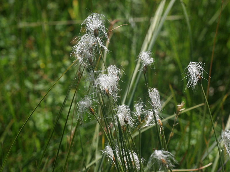 Trichophorum alpinum / Tricoforo alpino